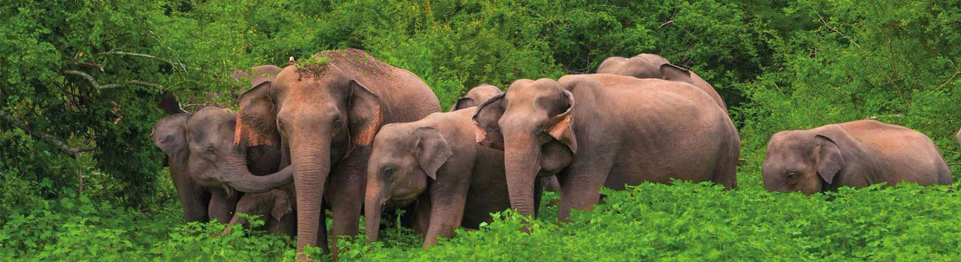 Srilanka Wildlife Tour