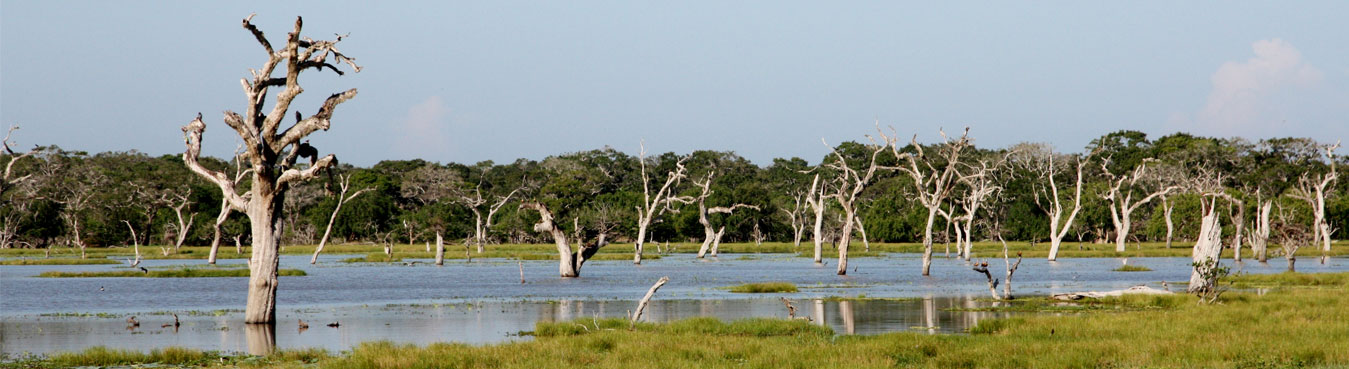 Yala National Park