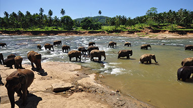 5 Days Best of Sri Lanka Tour