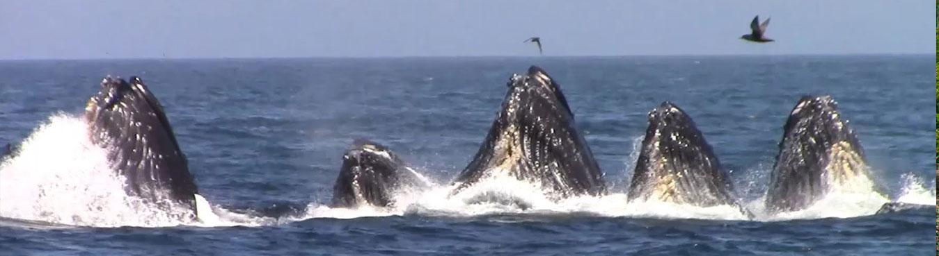 Whale Watching and Wildlife
