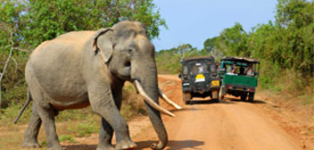 Yala National Park Srilanka