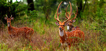 Udawalawe Srilanka