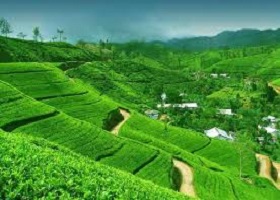 KANDY- TEA PLANTATION - HAKGALA - NUWARA ELIYA