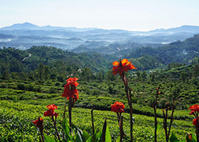 KANDY - NUWARA ELIYA - KANDY