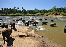 Airport / Kandy (En route Pinnawela Elephant Orphanage)